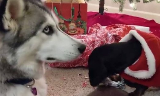 Απολαυστικό βίντεο! Όταν δύο σκυλάκια ανοίγουν τα δώρα τους!