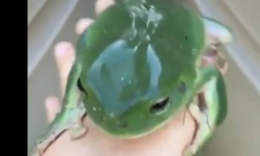 Δείτε πού εντοπίστηκε αυτός ο βάτραχος!