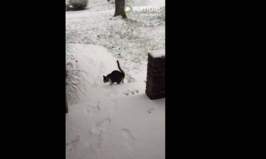 Την πάτησε! Δείτε πως αντέδρασε μία γάτα όταν περπάτησε πρώτη φορά στο χιόνι (βίντεο)