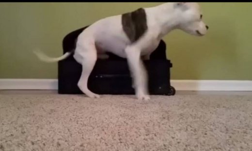 Θα ξεκαρδιστείτε στα γέλια! Δείτε έναν μεγαλόσωμο σκύλο να παίζει κρυφτό!