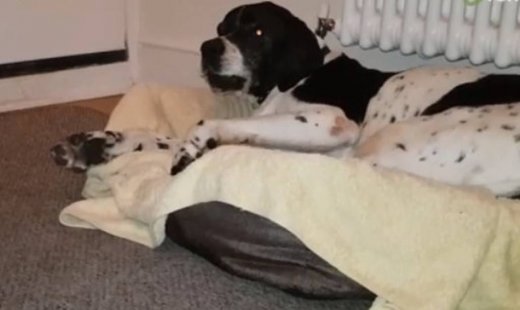 Δε φαντάζεστε με τι τσακώνεται αυτός ο σκύλος;