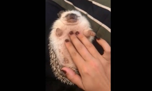 Αυτός ο σκαντζόχοιρος απολαμβάνει όσο τίποτα το μασάζ!