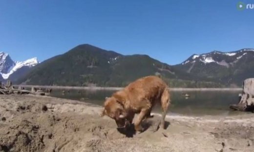 Απολαυστικό βίντεο! Πού είναι το μπαλάκι; Ψάχνει να το βρει το σκυλάκι! (βίντεο)