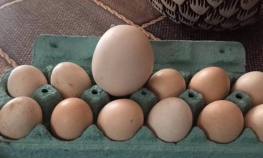 Απίστευτο! Δείτε τι έκρυβε μέσα αυτό το τεράστιο αυγό!