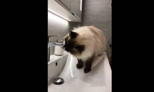 Δείτε τι κάνει αυτή η γατούλα και σίγουρα θα γελάσετε!