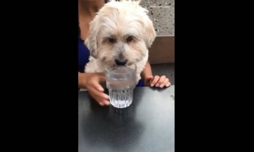 Δείτε σε τι έχει εκπαιδευτεί πολύ καλά αυτό το σκυλάκι!