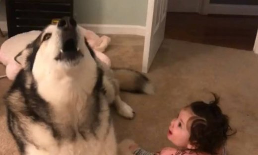 Δείτε πώς αυτός ο  σκύλος ηρεμεί τα κλάματα του μωρού