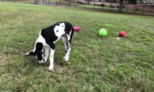 Έτσι εξασκείται αυτό το 5 μηνών κουτάβι!