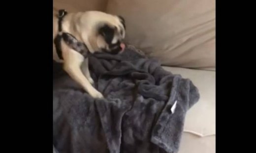 Αυτός ο σκύλος απολαμβάνει το καινούργιο του δώρο!