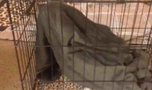 Δείτε τι κρύβεται κάτω από αυτή την κουβέρτα!