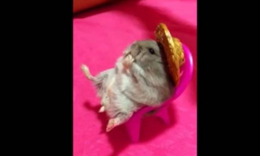Ξεκαρδιστικό βίντεο: Χάμστερ με καπέλο απολαμβάνει το φαγητό του στην καρέκλα του!