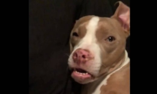 Αγαλματάκια ακούνητα! Κι όμως αυτός ο σκύλος απλά… κοιμάται!