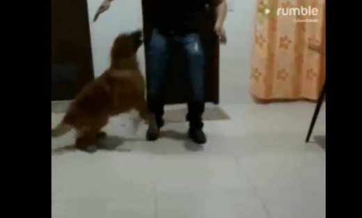 Δείτε πώς αντιδρά αυτός ο σκύλος όταν βλέπει τον ιδιοκτήτη μετά από εννέα μήνες!