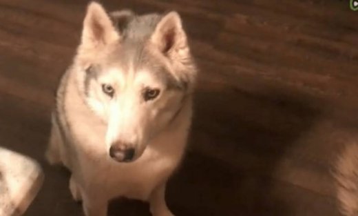 Δείτε πώς κάνει ένας σκύλος όταν θέλει σαν τρελός μια λιχουδιά!