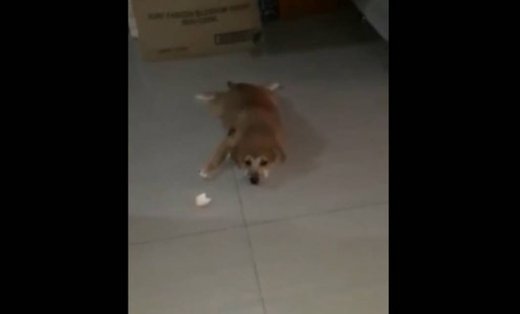 Δε φαντάζεστε με τι παίζει αυτός ο σκύλος!