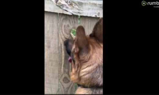 Δε φαντάζεστε γιατί αυτός ο σκύλος κρυφοκοιτά από την τρύπα στον φράχτη