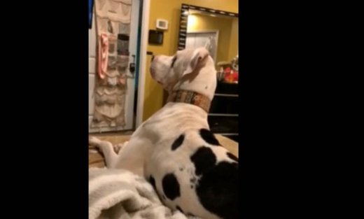 Δείτε πώς αντιδρά αυτός ο σκύλος όταν την ώρα που βλέπει tv, ακούει θόρυβο!