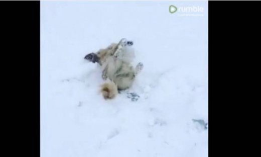 Απολαυστικό βίντεο! Αυτός ο σκύλος δε σταματά να κυλιέται στο χιόνι