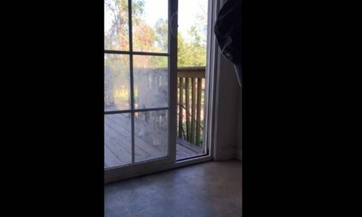 Τρελό γέλιο! Δείτε τι προσπαθεί να κάνει αυτός ο σκύλος και δεν μπορεί!