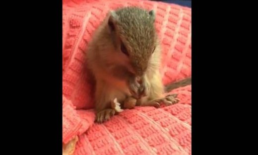 Κι όμως! Απολαμβάνει το σνακ του την ώρα του ταξιδιού!