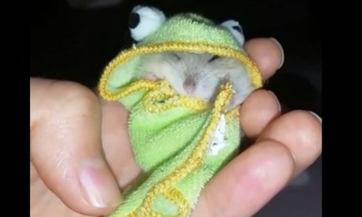 Αυτό το χάμστερ απολαμβάνει τον μεσημεριανό του ύπνο!