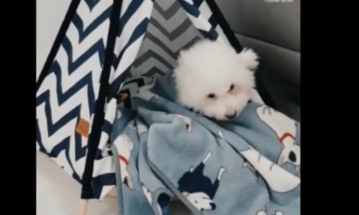 Απίστευτο! Δείτε πώς αυτός ο σκυλάκος προετοιμάζεται να πάει για ύπνο!