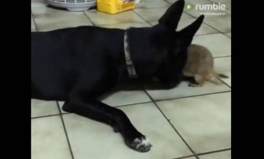 Δε φαντάζεστε με τι παίζει αυτός ο σκύλος;