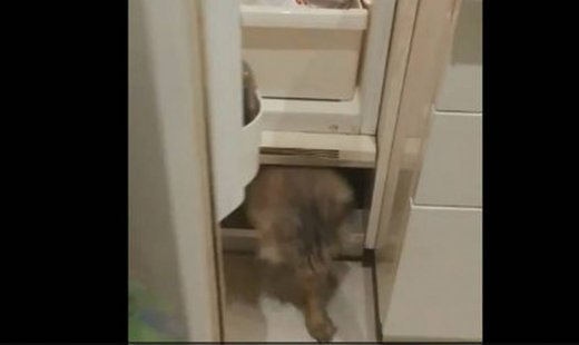 Δε φαντάζεστε από πού βγαίνει αυτό το γατί!