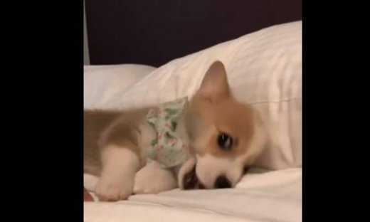 Τα «ζουζουνίσματα» αυτού του σκυλιού στο κρεβάτι!