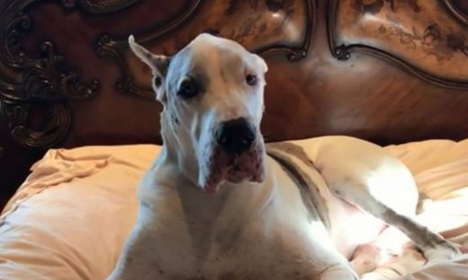 Αυτός είναι ο πιο τεμπέλης σκύλος που έχετε δει!