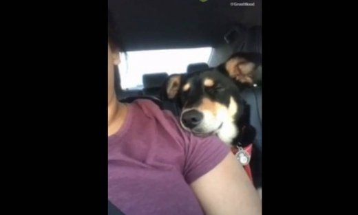 Ένας κουρασμένος σκύλος!