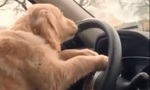 Αυτός είναι ο καλύτερος οδηγός αυτοκινήτου που έχετε δει!