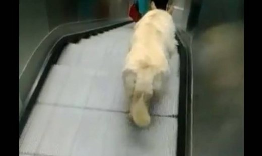 Αυτό το σκυλάκι «έπεσε» στην παγίδα του αφεντικού του και δεν ήξερε τι να κάνει!