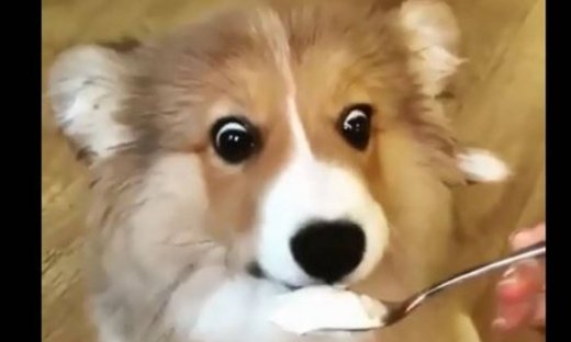 Δοκίμασε γιαούρτι! Η πρώτη αντίδραση αυτού του σκύλου!