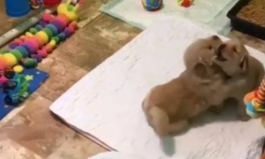 Αυτά είναι τα πιο αγαπημένα σκυλάκια που έχετε δει!