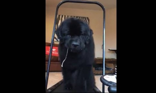 Τρελό γέλιο! Δείτε τι κάνει αυτός ο σκύλος και θα λιώσετε!