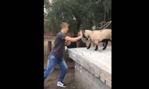 Η απίστευτη σχέση αυτής της κατσίκας με το αφεντικό της!