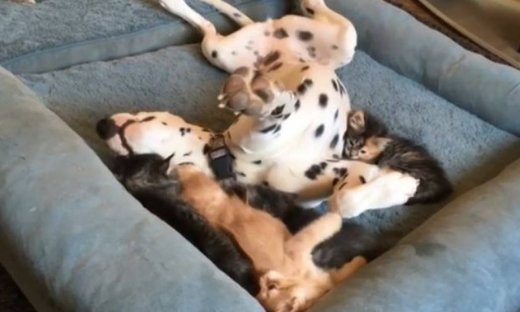 Η αρμονική συνύπαρξη αυτών των σκυλιών με τις γάτες του σπιτιού!