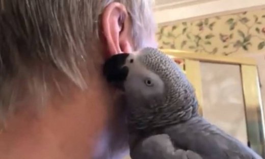 Η τρυφερή σχέση του παπαγάλου με το αφεντικό του!