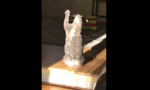 Κι όμως! Αυτή η γάτα θέλει να πιάσει τον ήλιο