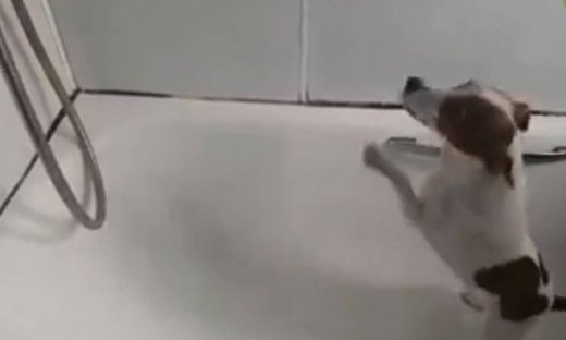 Έχετε δει σκύλο να προσπαθεί να φάει νερό;