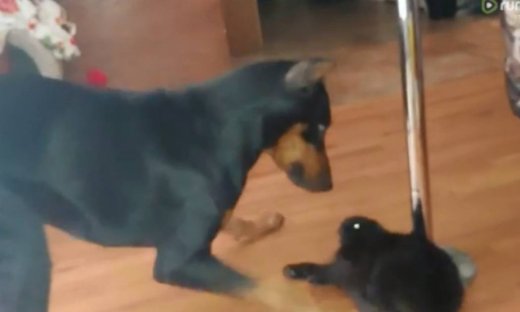 Νομίζετε ότι μια γάτα θα φοβηθεί ένα ντόμπερμαν;