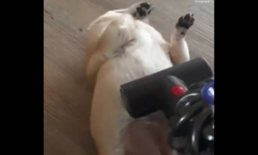 Αυτός ο σκύλος έχει σχέση αγάπης με την...ηλεκτρική σκούπα