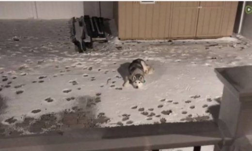 Το αφεντικό τρελάθηκε γιατί ο σκύλος αρνιόταν πεισματικά να μπει στο σπίτι!