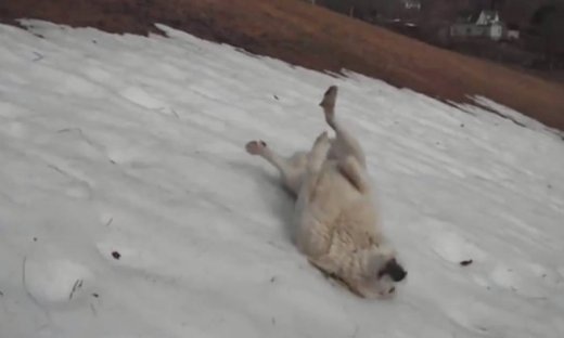 Ο σκύλος που λατρεύει να κυλιέται στο χιόνι