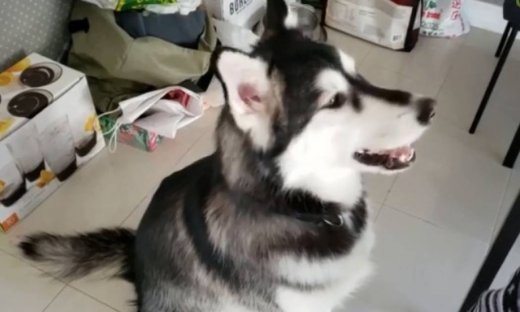 Η αντίδραση ενός χάσκι στο άκουσμα σειρήνας ασθενοφόρου