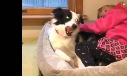 Όταν το καλύτερο σημείο του σπιτιού είναι... το κρεβατάκι του σκύλου!