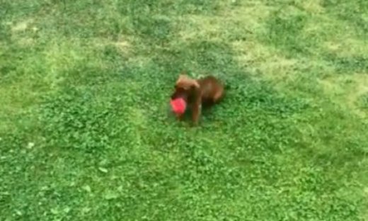 Όταν ένα κουτάβι… εκπαιδεύεται!