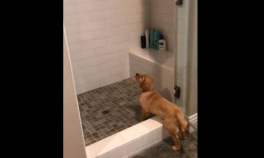 Αυτός ο σκύλος απολαμβάνει το ντουζ του!