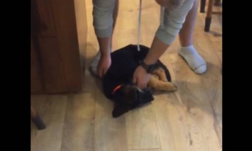 Αυτός ο σκύλος βαριέται και να κουνηθεί!